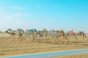 مهرجان ولي العهد للهجن